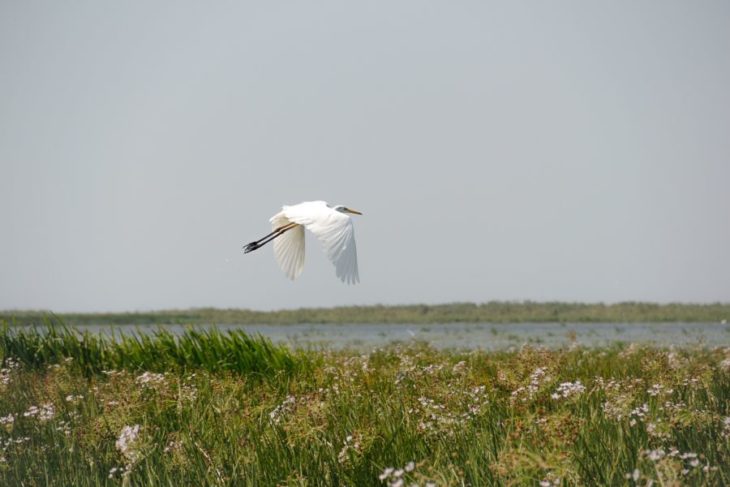 Что такое дельта реки в географии?