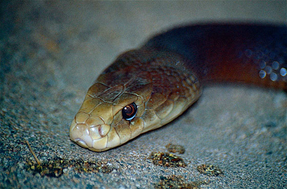 Десять самых ядовитых змей в мире