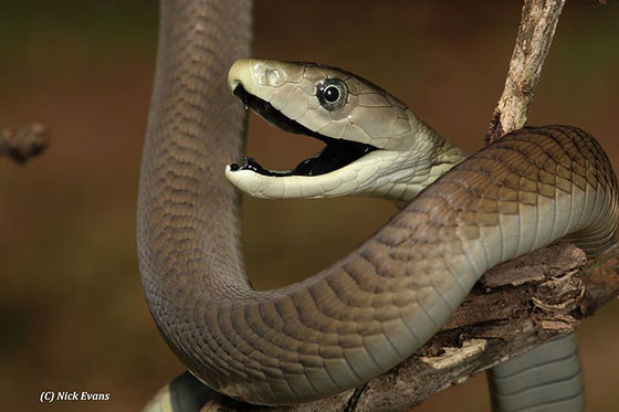 Десять самых ядовитых змей в мире