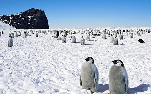 Кто первым достиг Южного полюса?