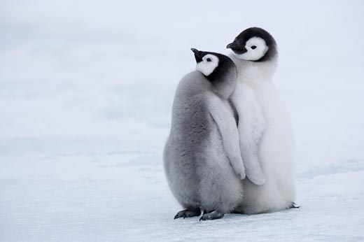 Почему пингвины отказались от неба?