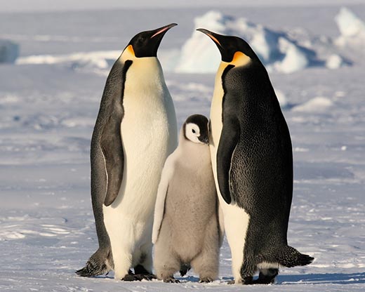Строение тела пингвинов.