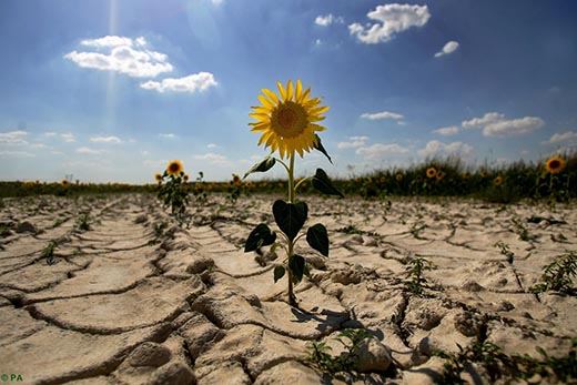 Что такое засуха и к чему она может привести?