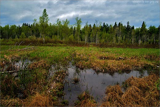 Что такое болото и чем оно полезно?