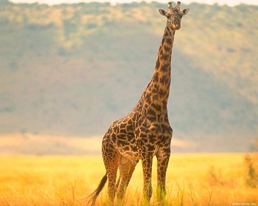 Почему у жирафа длинная шея?