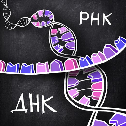 Что такое РНК и из чего оно состоит