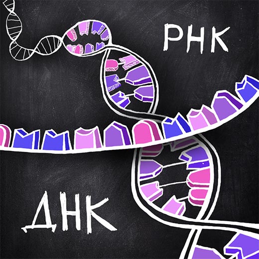 Доклад: ДНК и РНК