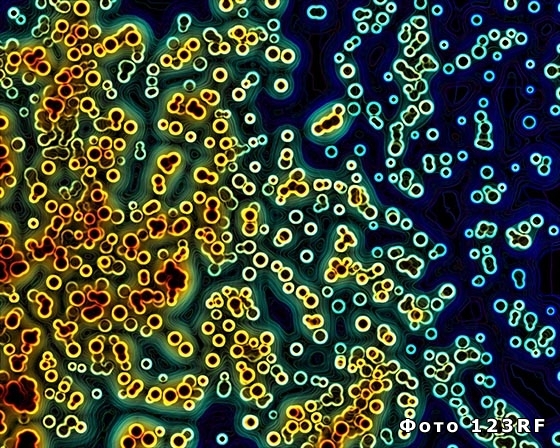 Что такое микробы и чем они опасны?