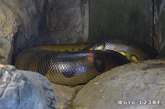 Пять самых больших змей в мире