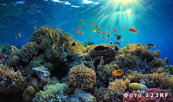 Что такое риф в океане?