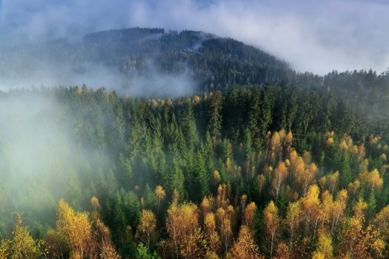 Что такое тайга и чем она отличается от тундры?