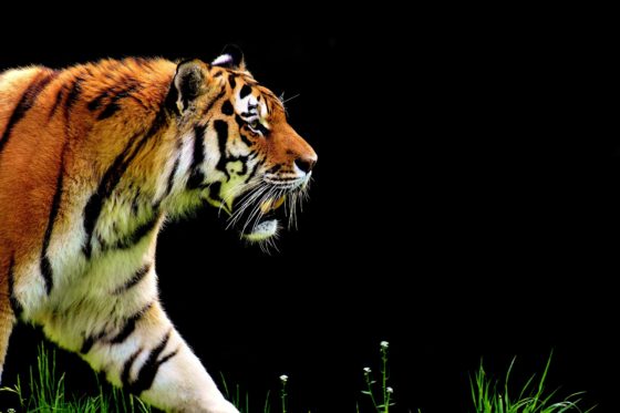 Где живут тигры в России и зарубежных странах?
