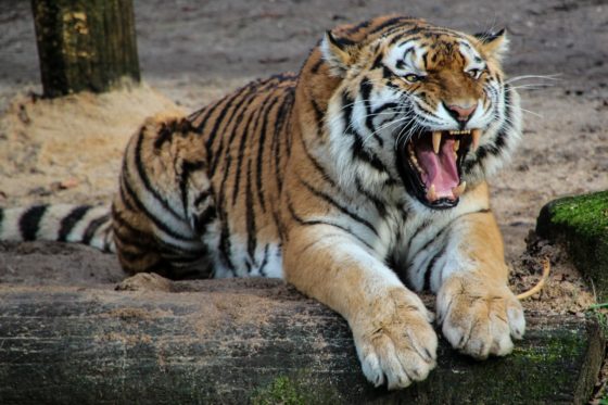 Где живут тигры в России и зарубежных странах?