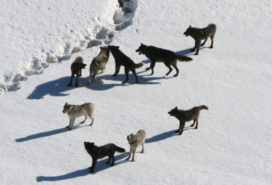 Где живут волки, и чем они питаются?