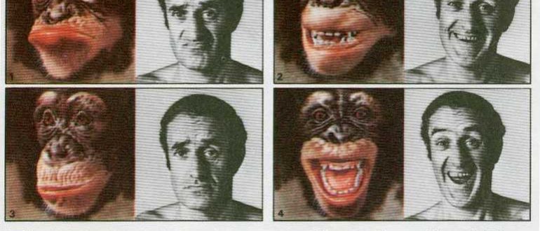 Почему современных человекообразных обезьян нельзя считать предками