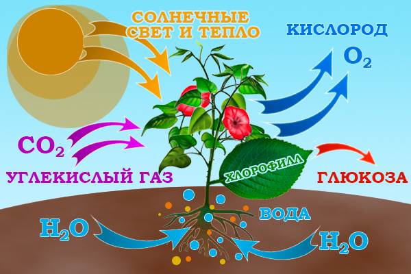 Что такое хлоропласты?