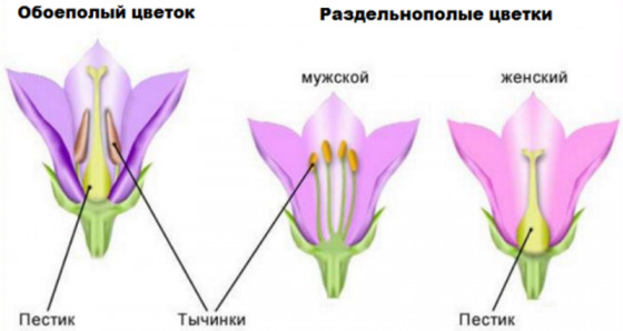 Что такое пестик и тычинка в биологии?