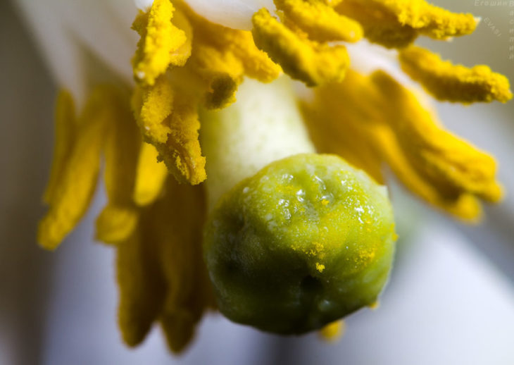 Что такое пестик и тычинка в биологии?