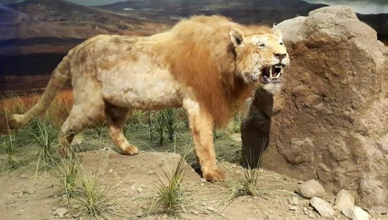 Американский лев: Panthera Leo Atrox