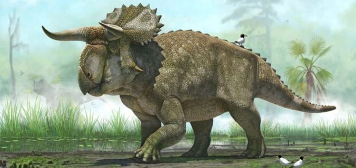 Трицератопс (Triceratops)