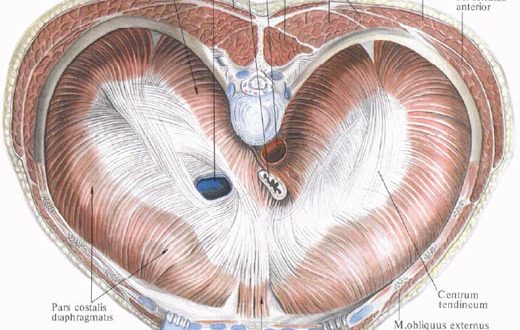 Как выглядит диафрагма
