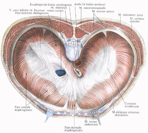 Диафрагма Человека Фото