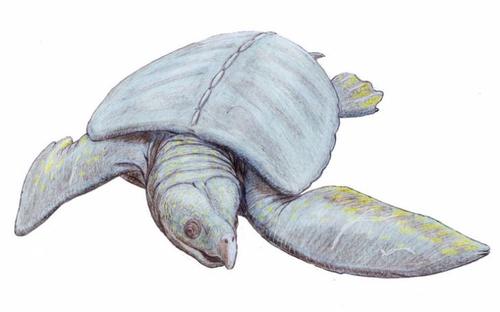 Архелон — гигантская черепаха. Морские монстры мела
