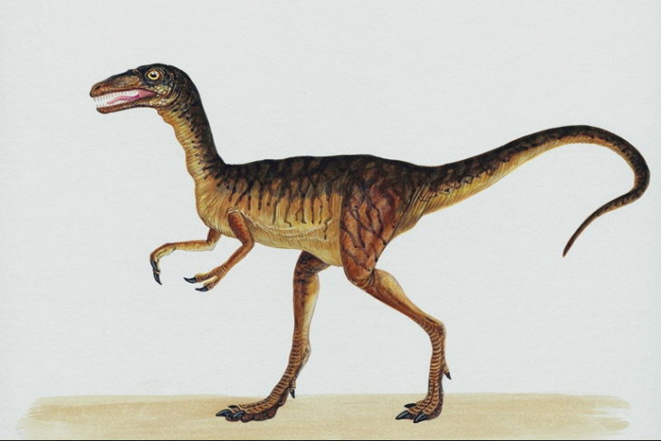 Самый маленький взрослый динозавр был размером с курицу
