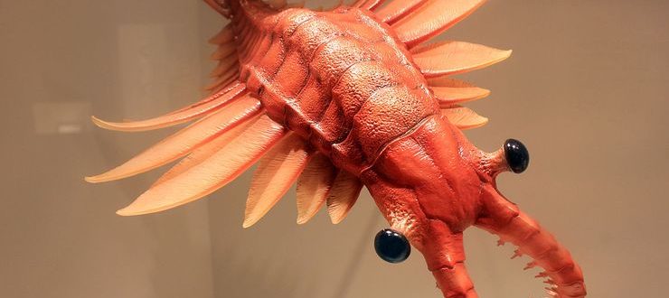 Аномалокарис — гигантская доисторическая креветка
