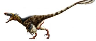 Ахиллобатор динозавр