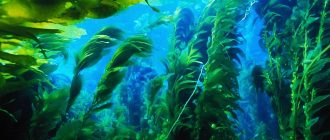 Почему водоросли относят к низшим растениям