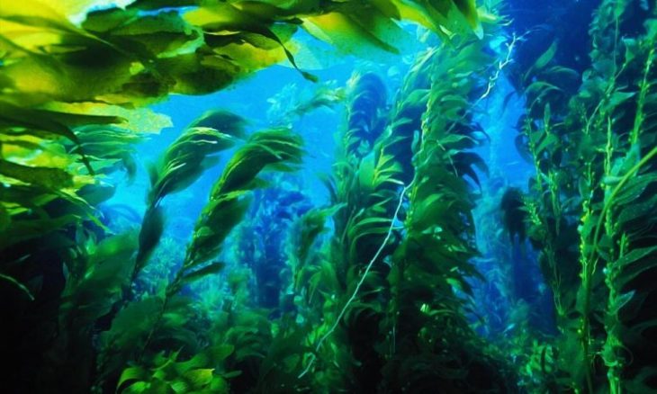 Почему водоросли относят к низшим растениям