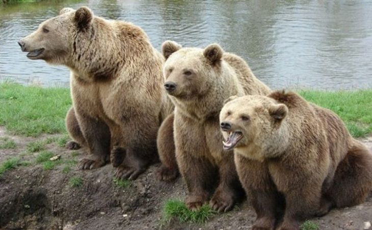 Где живут медведи?