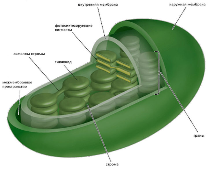 Строение хлоропласта