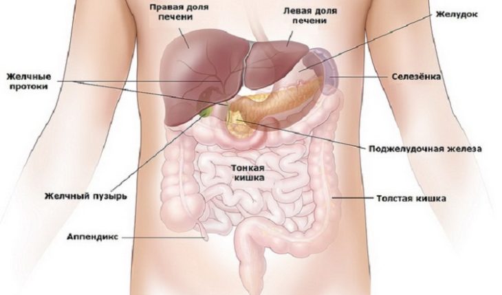 Где Селезенка У Человека Фото