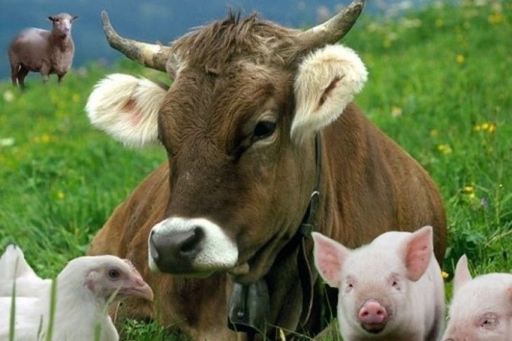 Что такое животноводство
