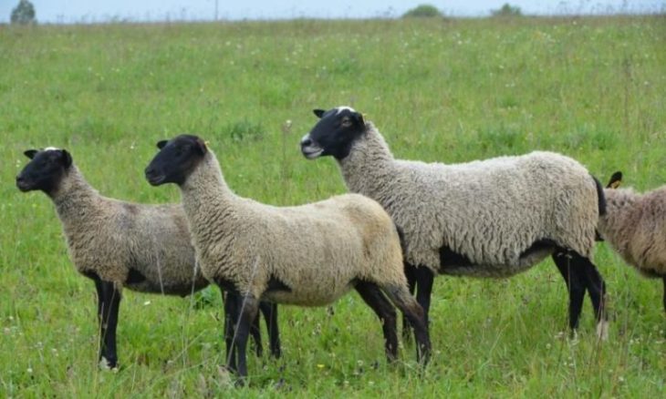 овцы: описание вида