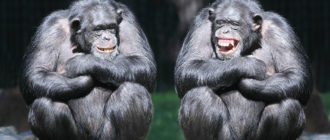 образ жизни шимпанзе