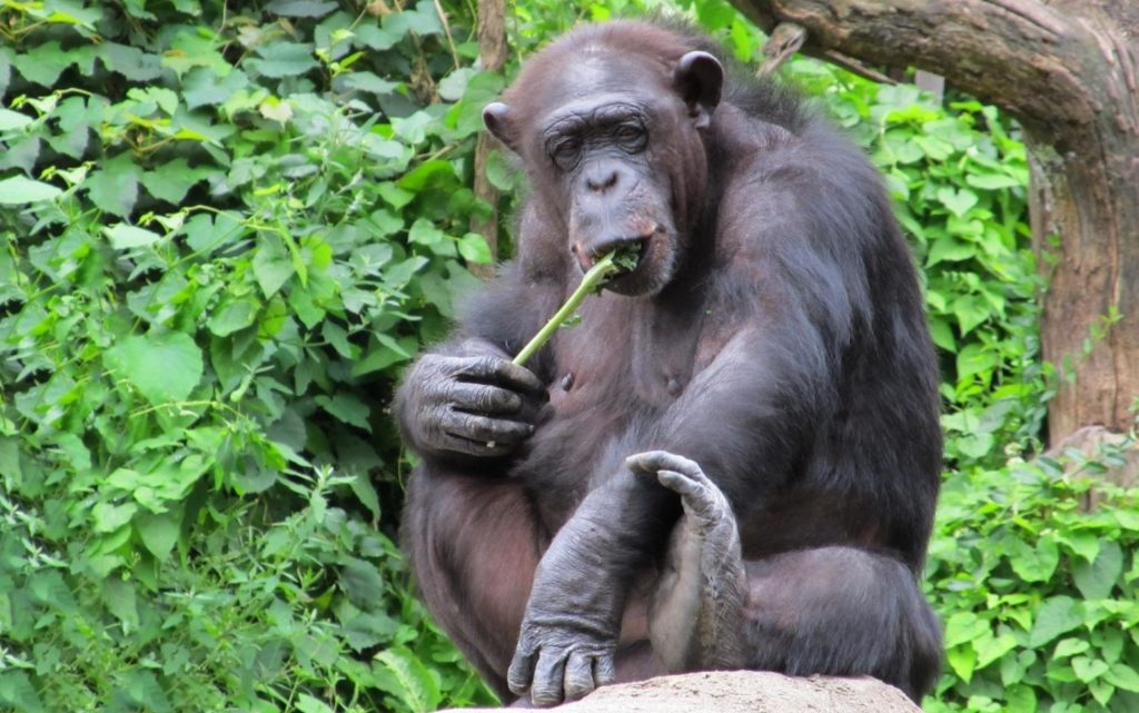 где живут шимпанзе