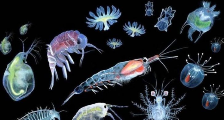 Виды Планктонов Фото И Названия