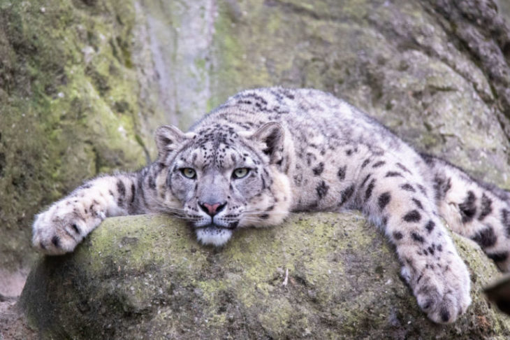 На грани исчезновения: топ-15 редких животных планеты