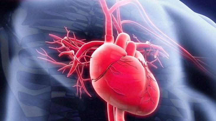 20 интересных фактов о сердце