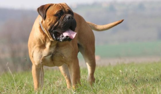 25 самых опасных и неуправляемых пород собак