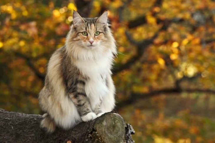 Какая порода кошек лучше всего подходит вашему знаку зодиака