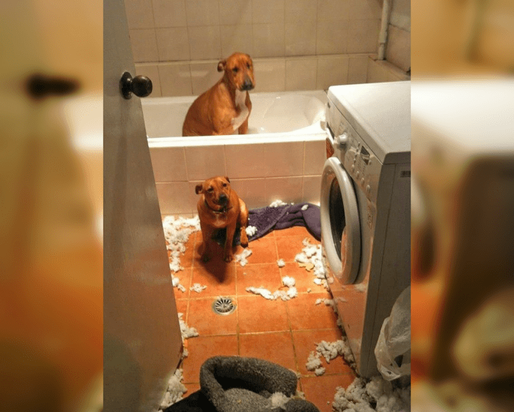 Hooligan Dogs Who Never Let Their Owners Get Bored