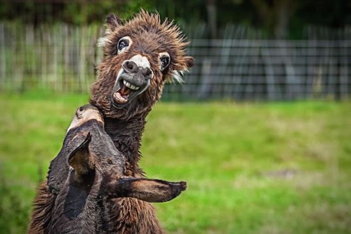 Unleash Your Laughter: The Funniest Animals You'll Ever See