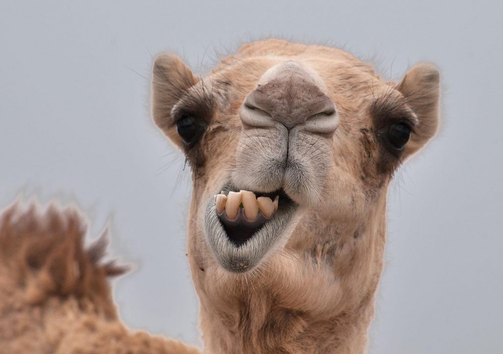 Unleash Your Laughter: The Funniest Animals You'll Ever See