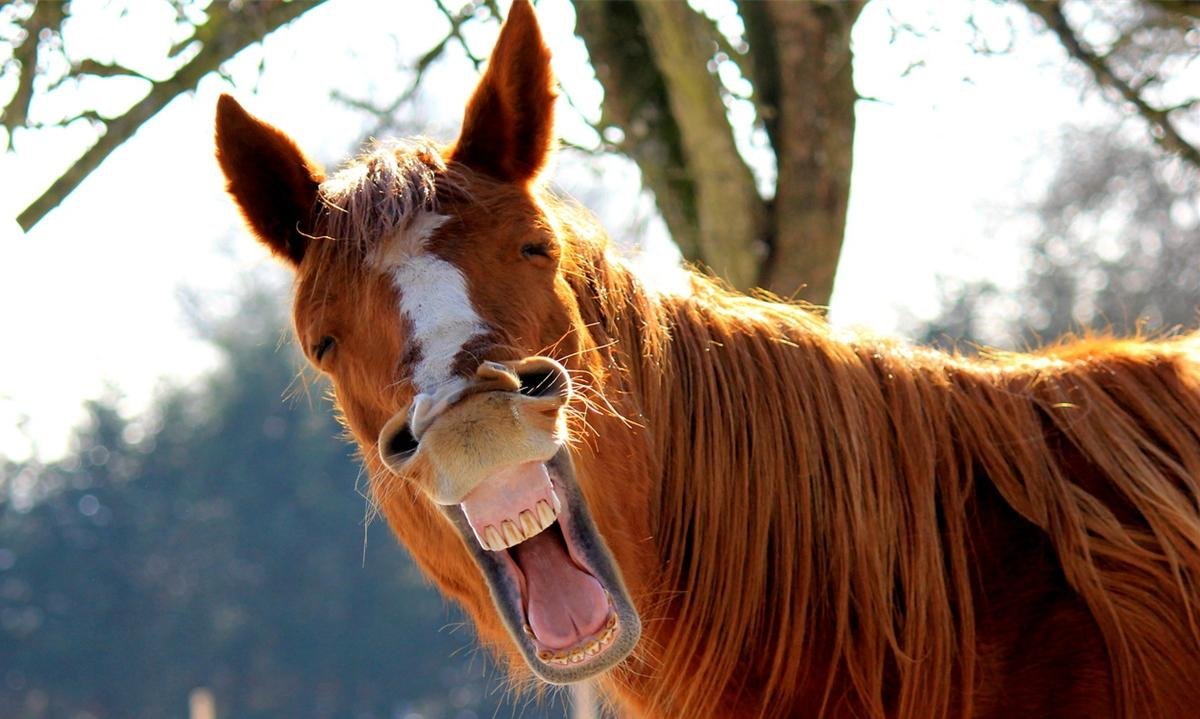 Unleash Your Laughter: The Funniest Animals You'll Ever See