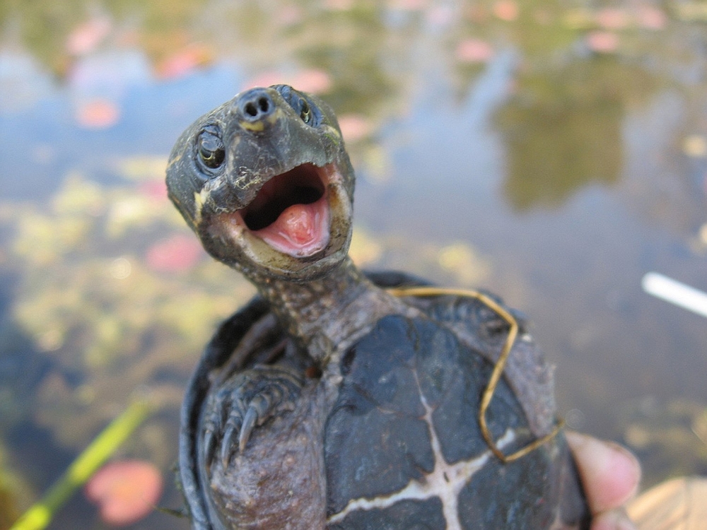 Unleash Your Laughter: The Funniest Animals You'll Ever See