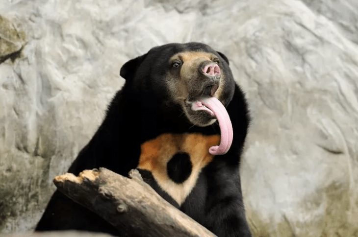 Unleash Your Laughter: The Funniest Animals You'll Ever See